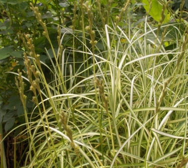 Carex muskingumensis 'Silberstreif'