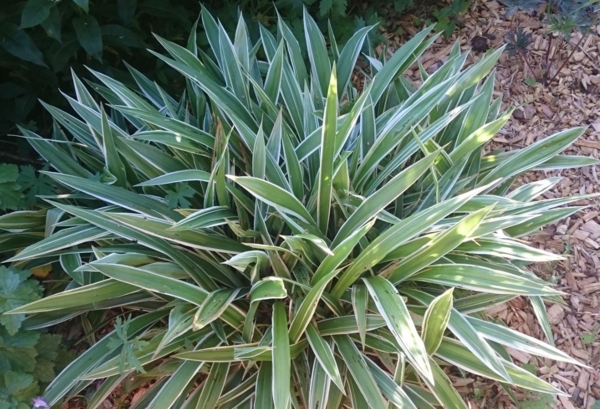 Carex siderostica 'Variegata'