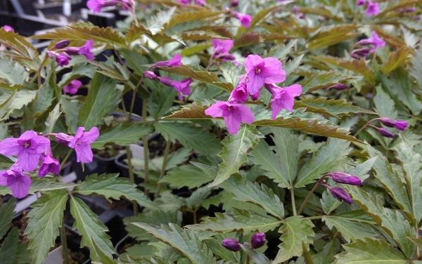 Cardemine glanduligera