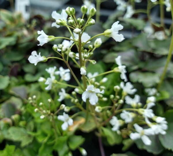 Cardamine trifolia