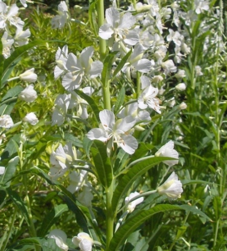 Epilobium angustifolium album