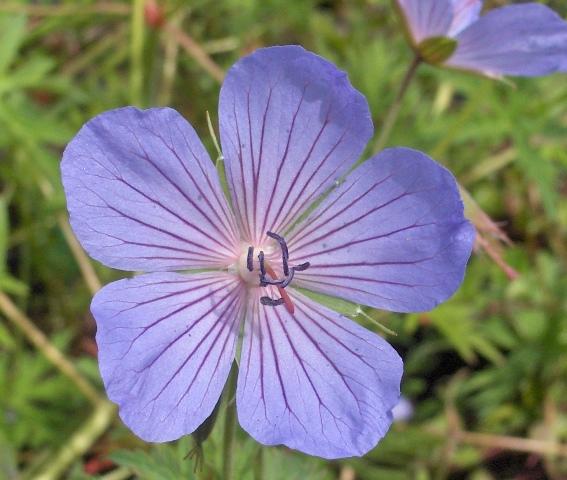 Geranium 'Blue Cloud'