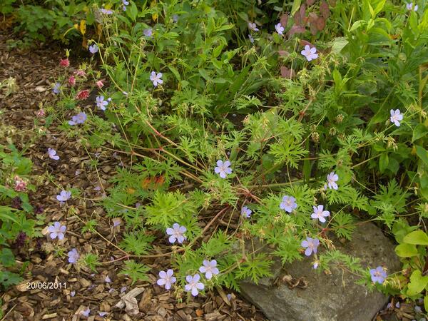 Geranium 'Blue Cloud'