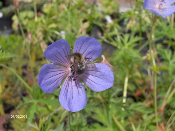 Geranium 'Blue Cloud'