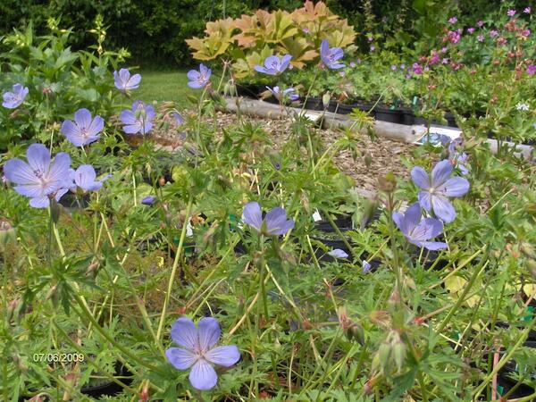 Geranium 'Blue Cloud'