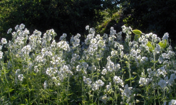 Geranium phaeum 'Album'