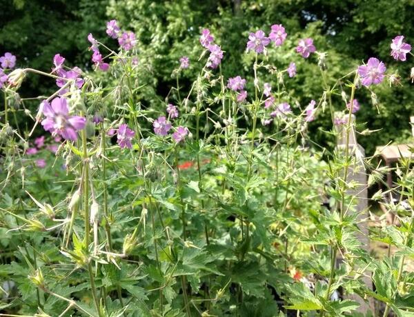 Geranium phaeum 'Alec's Pink'