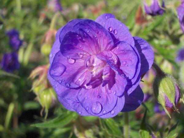 Geranium pratense 'Plenum Violaceum'