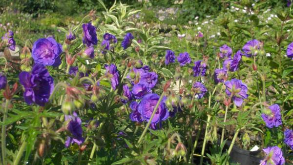 Geranium pratense 'Plenum Violaceum'