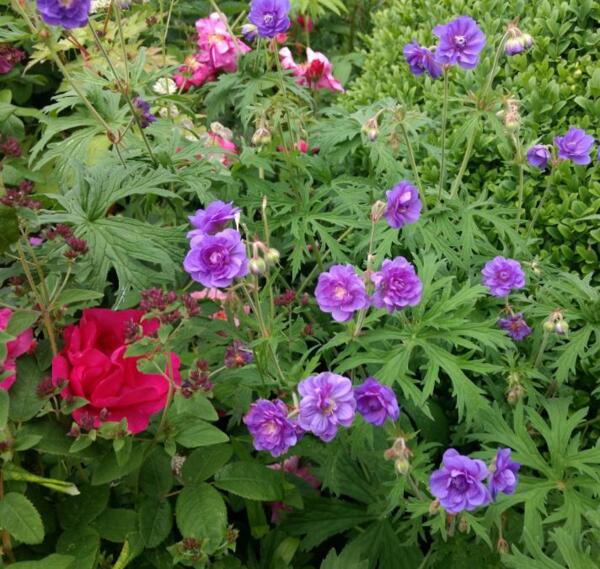 Geranium pratense 'Plenum Violaceum'