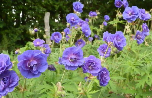 Geranium pratense 'Plenum Violaceum'