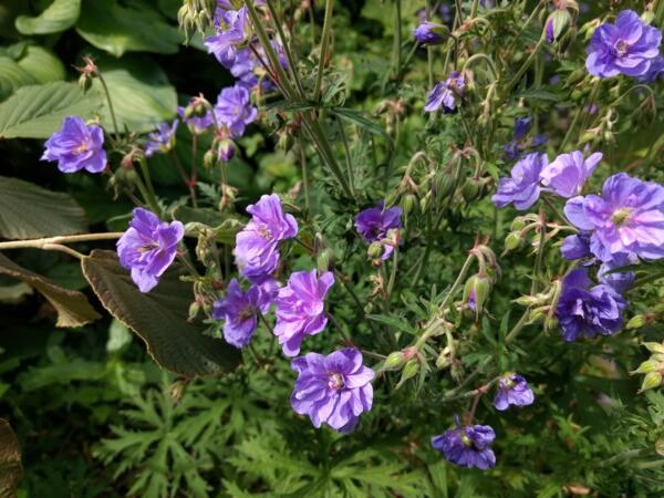 Geranium pratense 'Plenum Violaceum'
