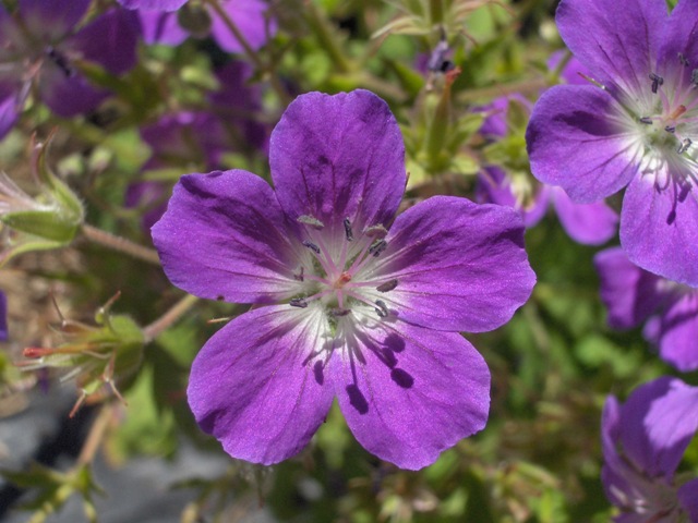 Geranium sylvaticum