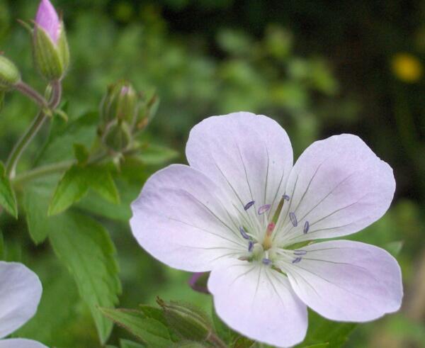 Geranium sylvaticum 'Ice Blue'