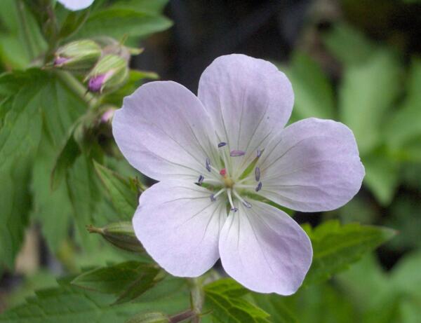 Geranium sylvaticum 'Ice Blue'