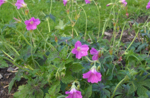 Geranium x oxonianum 'Elworthy Misty'
