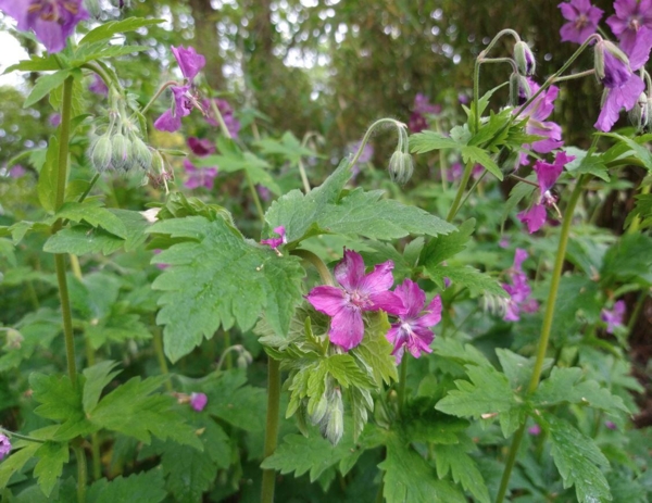 Geranium phaeum 'Red Start'