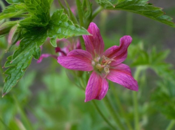 Geranium x oxonianum 'Dianes Treasure'