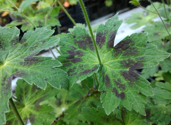 Geranium phaeum 'James Haunch'