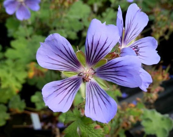 Geranium ibericum 'Ushguli Grijs'