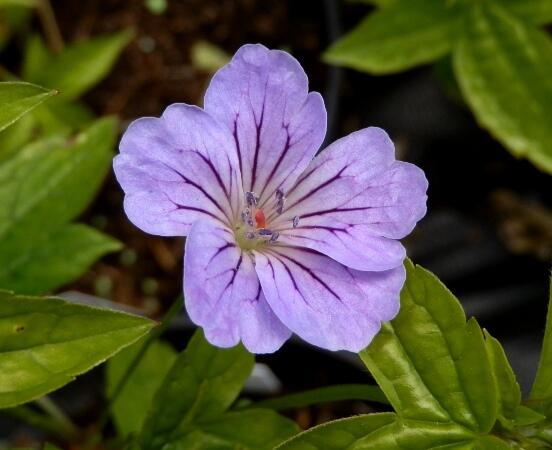 Geranium nodosum 'Hexham Big Eyes'