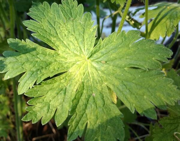 Geranium phaeum 'Green Ghost'