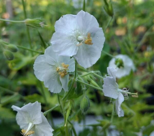 Geranium phaeum 'Green Ghost'