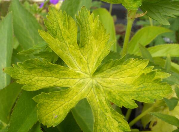 Geranium phaeum 'Green Ghost'