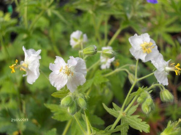 Geranium phaeum 'Green Ghost'