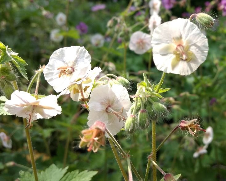 Geranium phaeum 'Ray of Light'