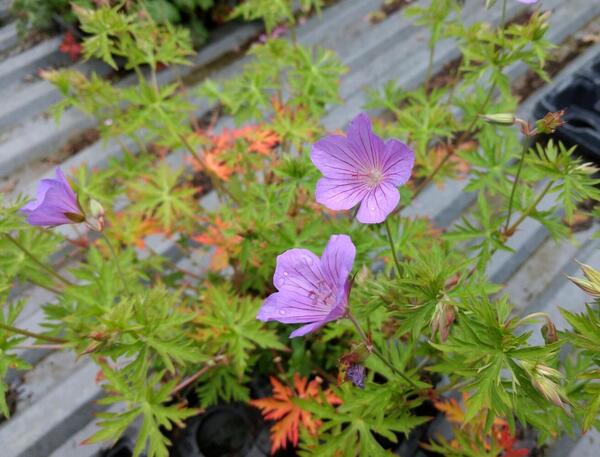 Geranium Purple Rain