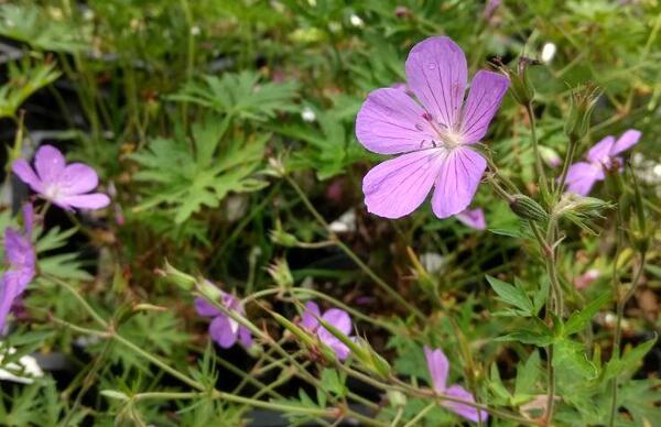 Geranium 'Purple Rain'