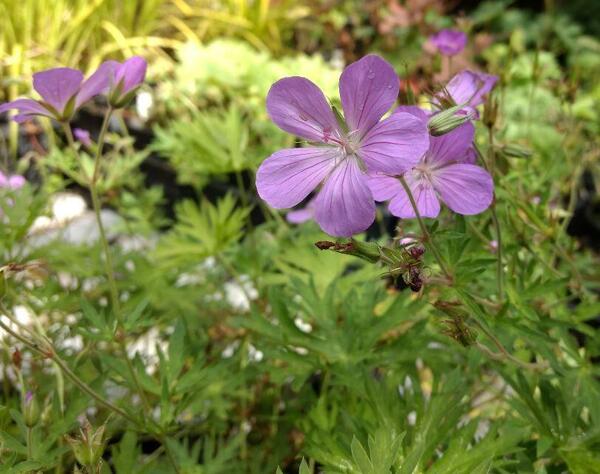 Geranium 'Purple Rain'