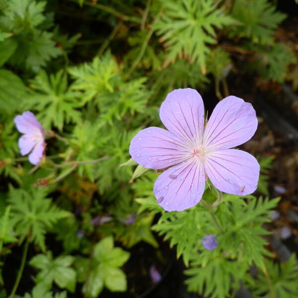 Geranium Purple Rain