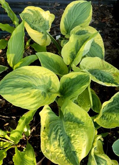 Hosta 'August Beauty'