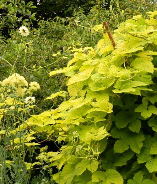 Humulus lupulus 'Aureus'