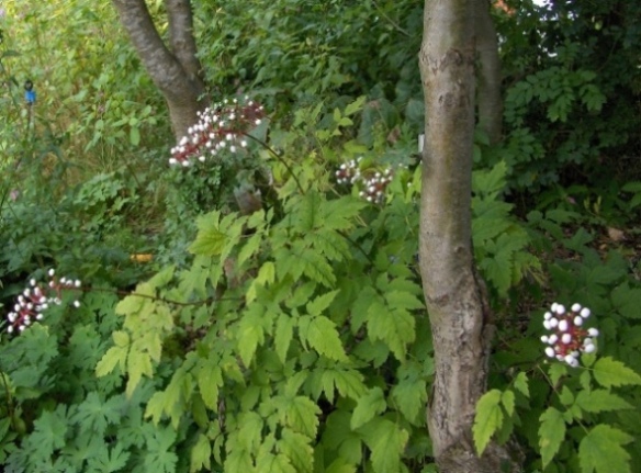 Actaea pachypoda