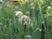 Allium - Norrlandsløg