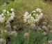 Allium cernuum - White form