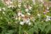 Lathyrus vernus f. roseus