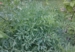 Laserpitium siler