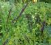 Melica altissima atropurpurea