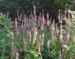 Persicaria amplexicaulis Rosea