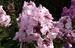 Phlox Paniculata Charlotte Blanchet