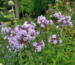 Phlox paniculata Fliederenzian