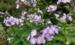 Phlox paniculata 'Katherine'