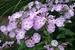 Phlox paniculata 'Katherine'