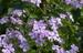 Phlox paniculata - lilla vildform
