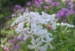 Phlox paniculata var. alba