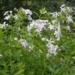 Phlox paniculata var. alba
